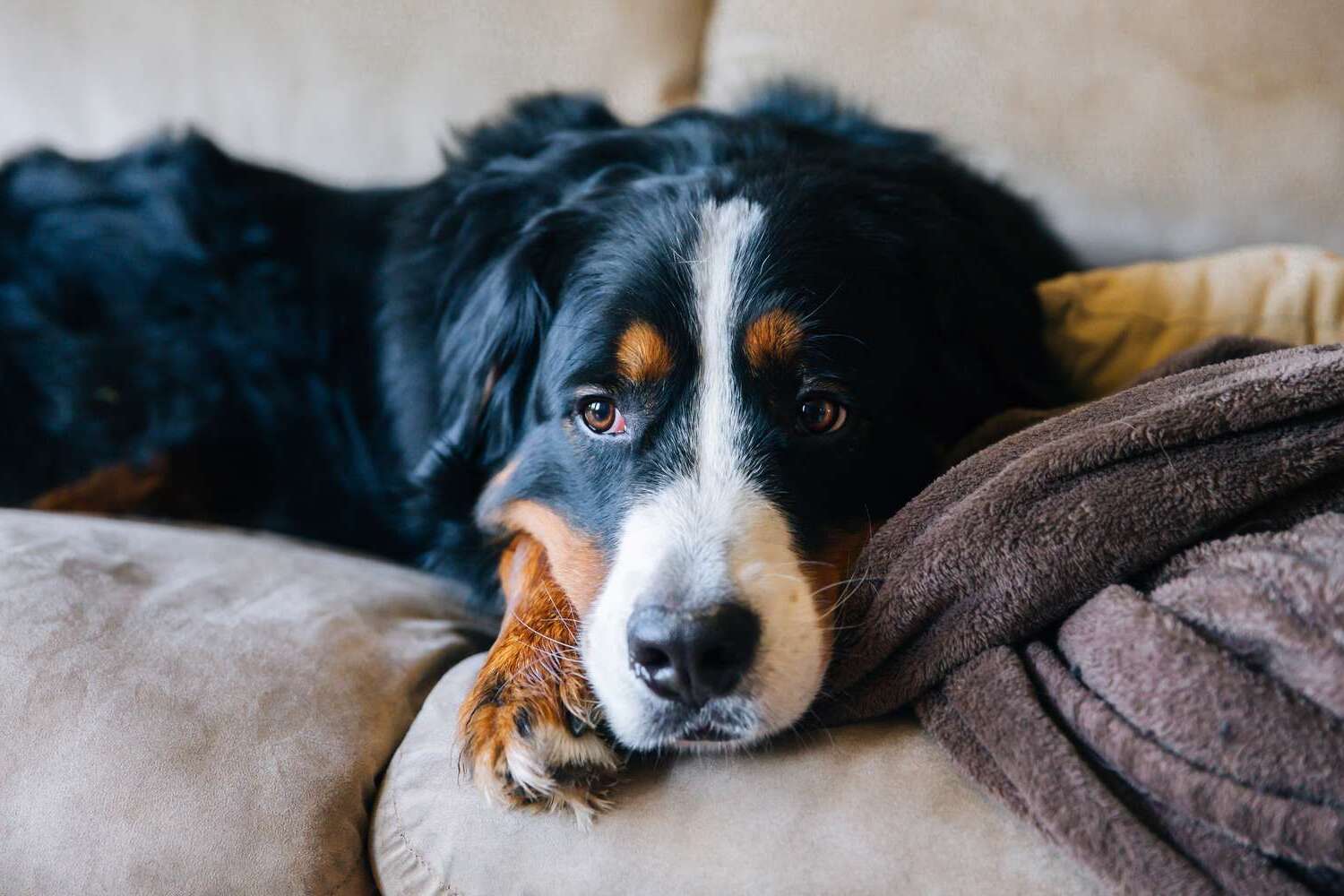 Is My Dog Depressed Quiz