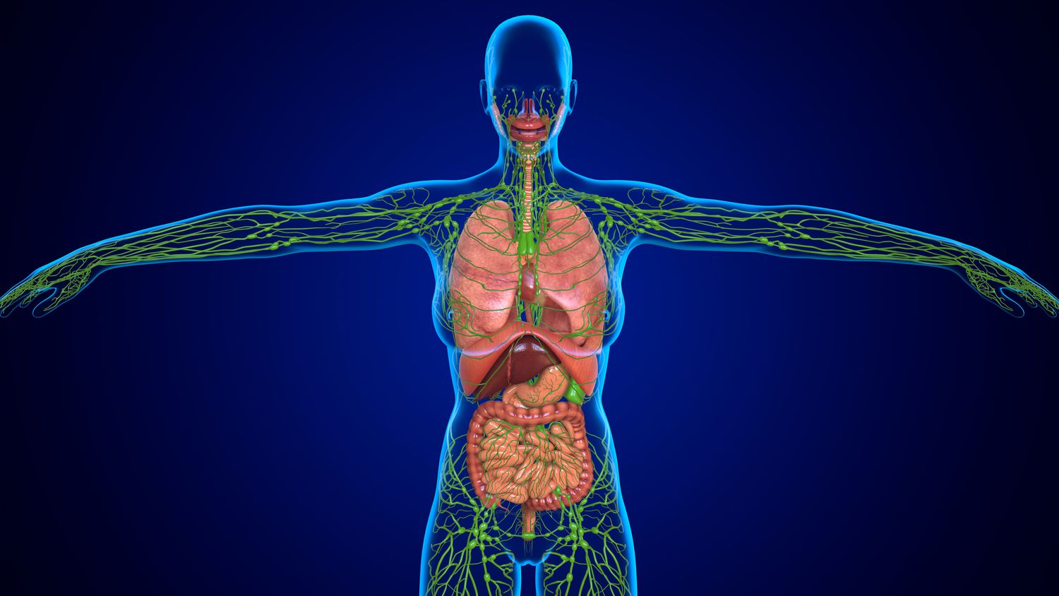 lymphatic-system-quiz