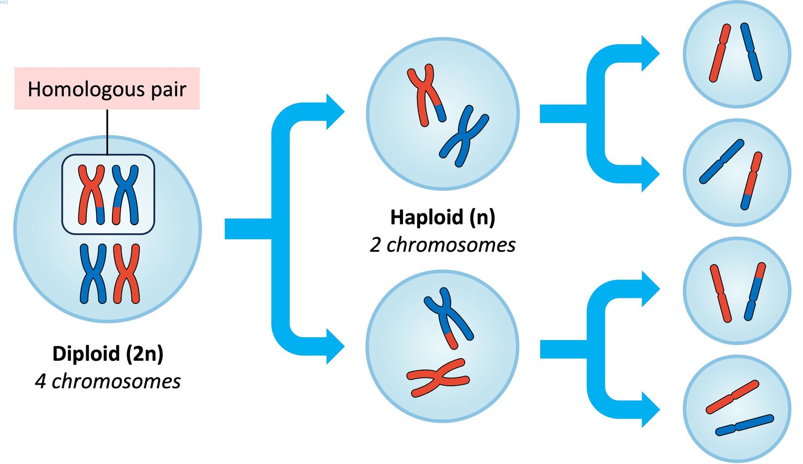 meiosis-quiz