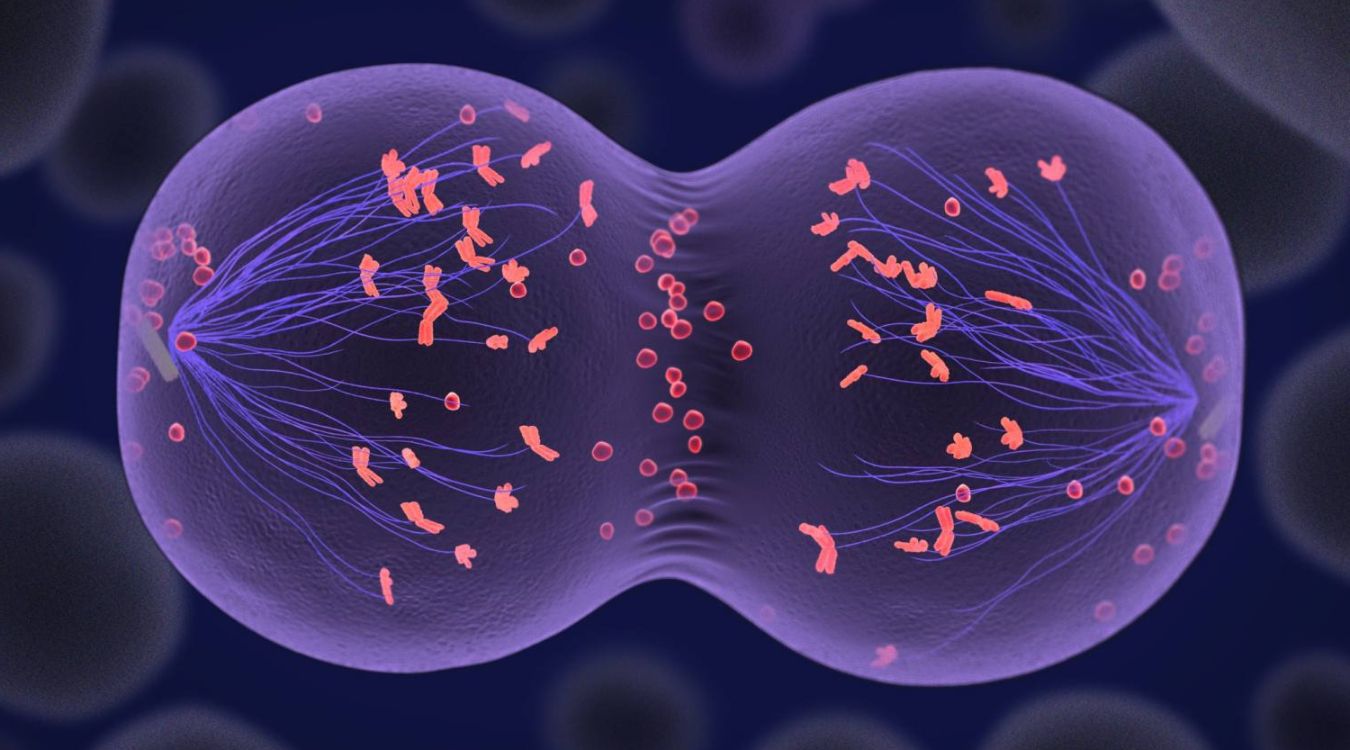 mitosis-vs-meiosis-quiz