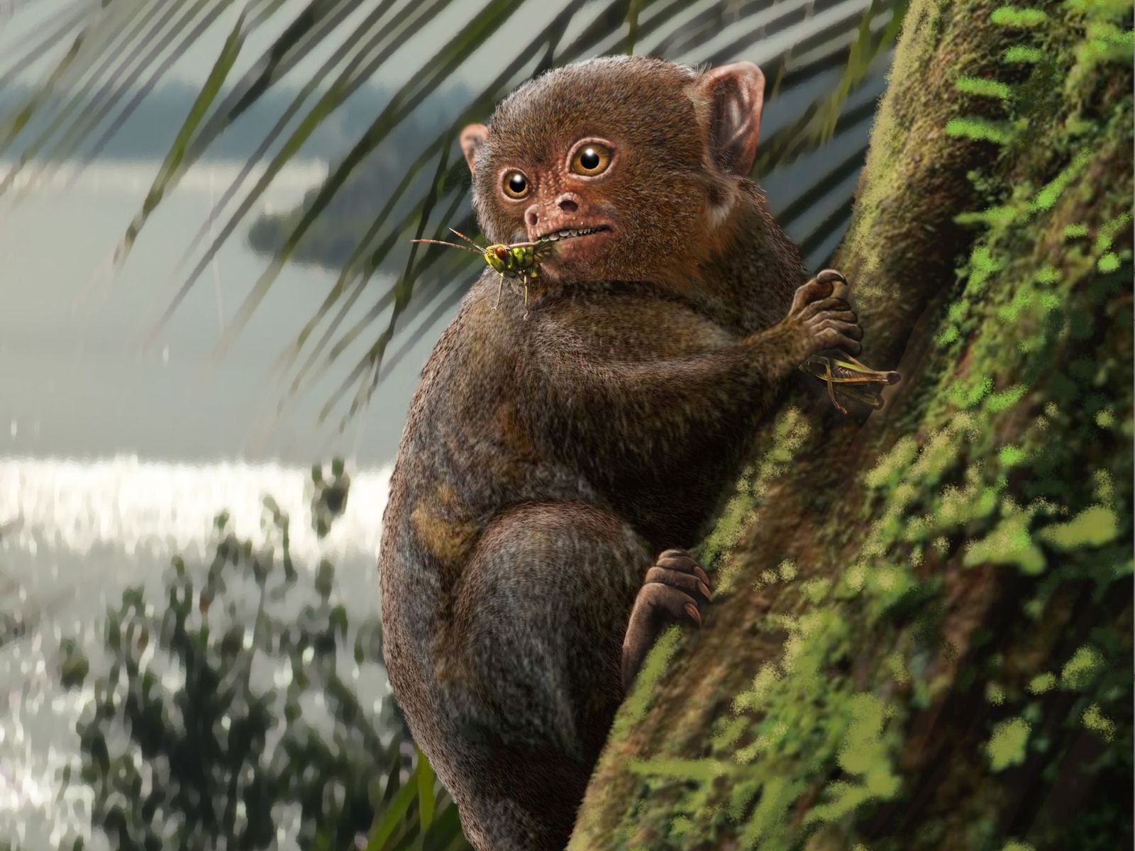 Monkey Quiz