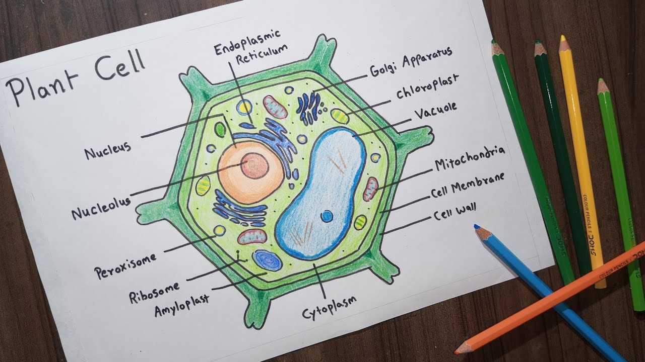 plant-cell-quiz