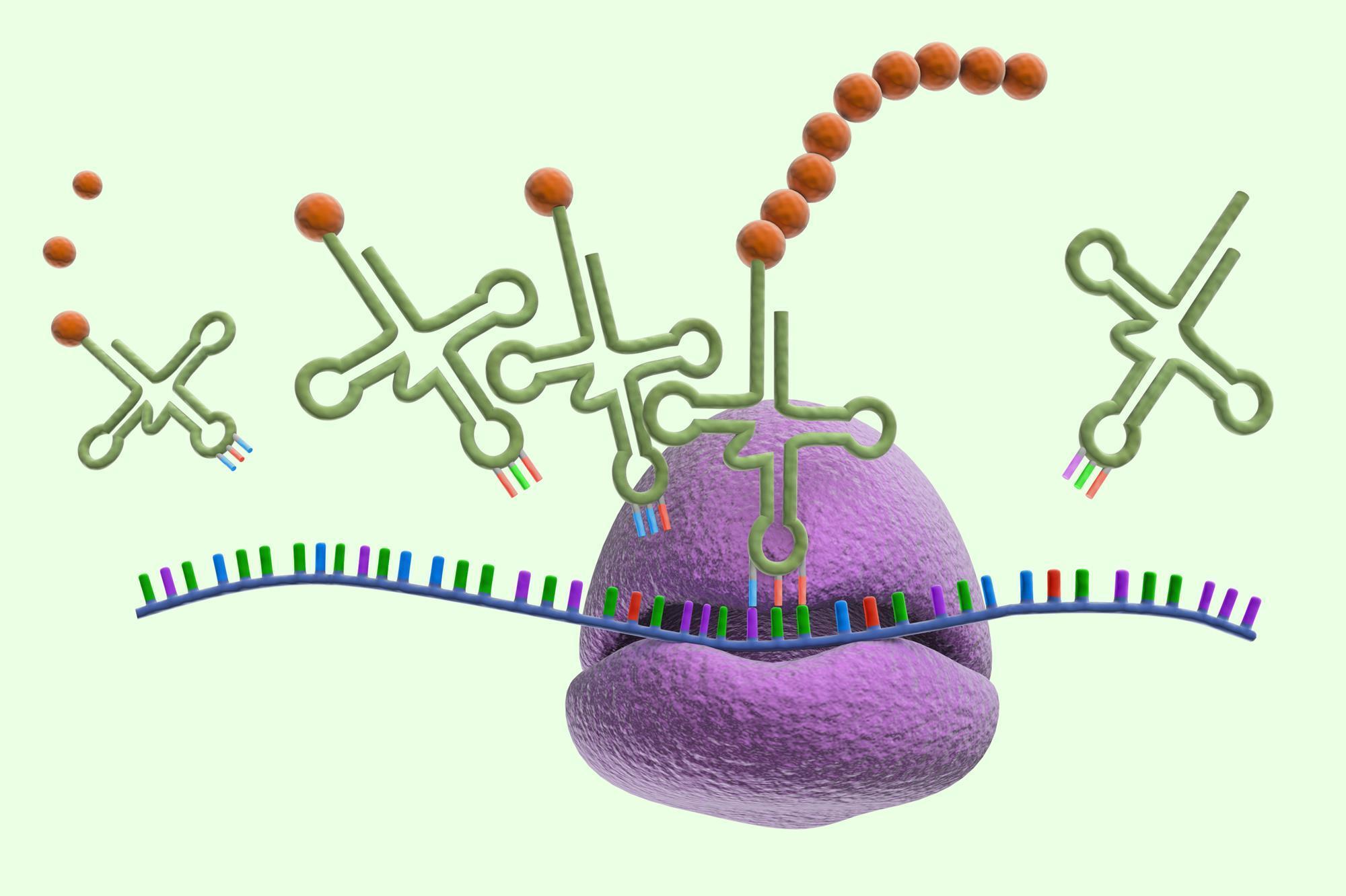 protein-synthesis-quiz