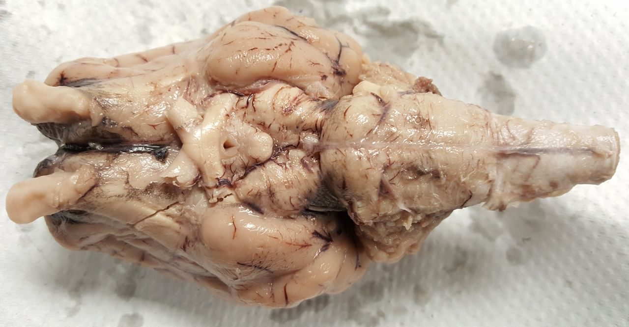 sheep-brain-quiz