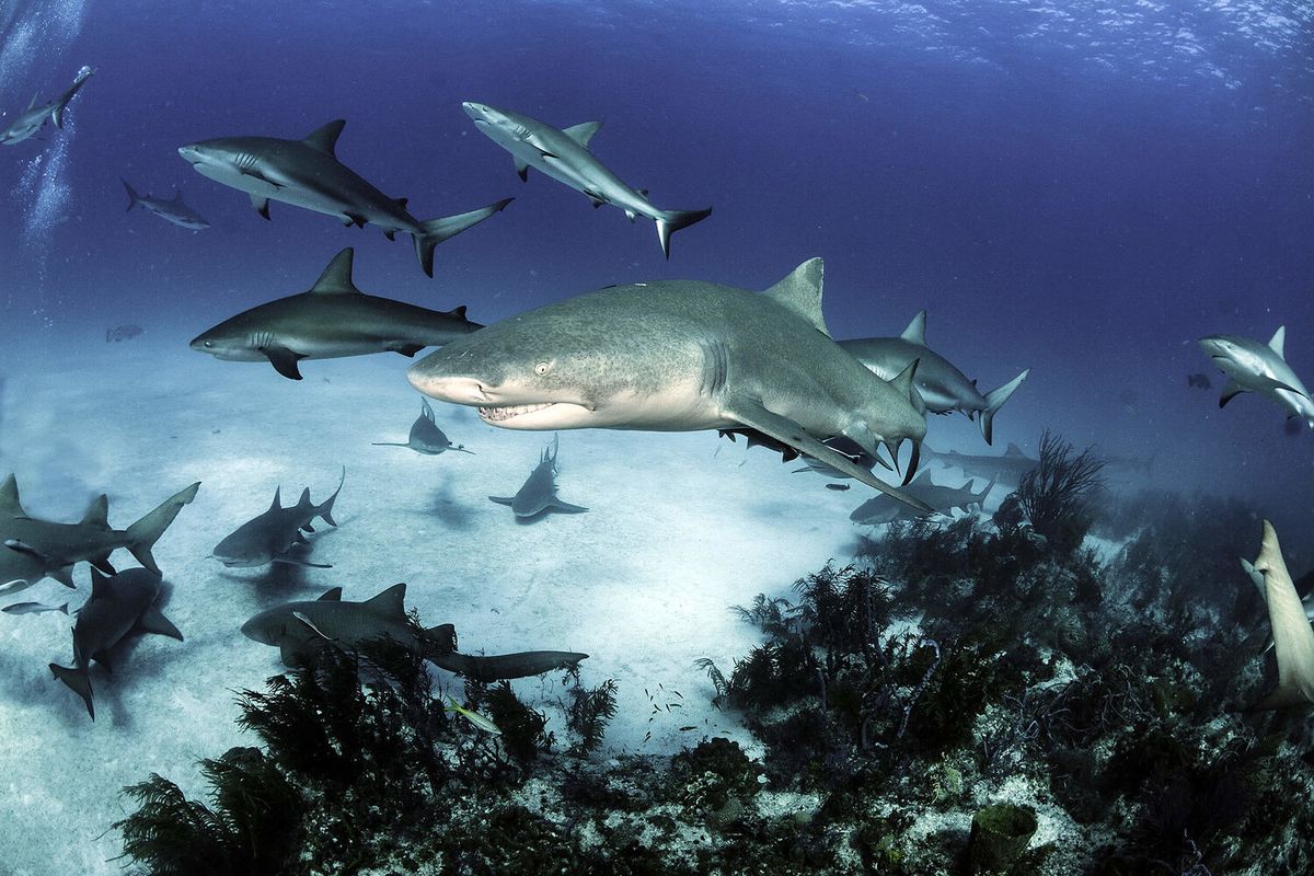 What Shark Are You Quiz