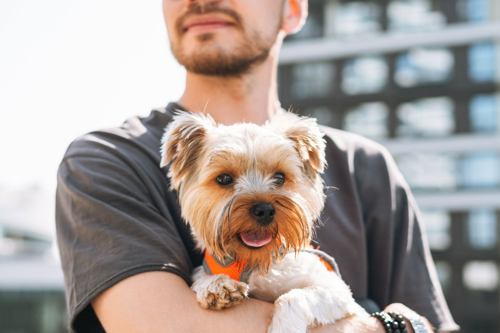 Favorite Animal Quiz